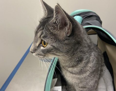 Opinion: Cats Better than Dogs!