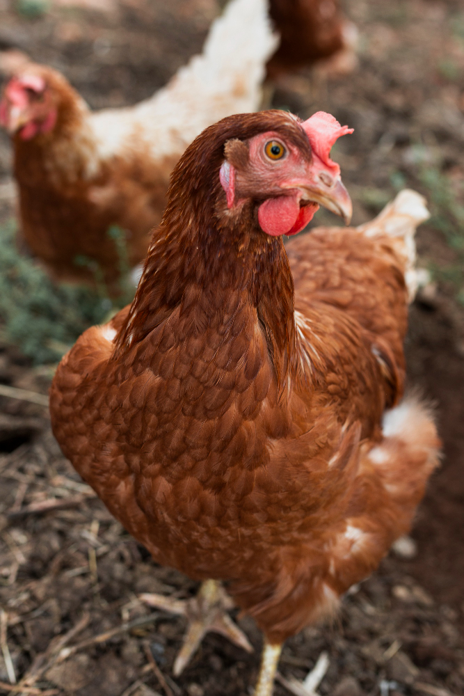 Why You Need One (or Many) Chickens. And Not Pigs